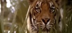 Tigre